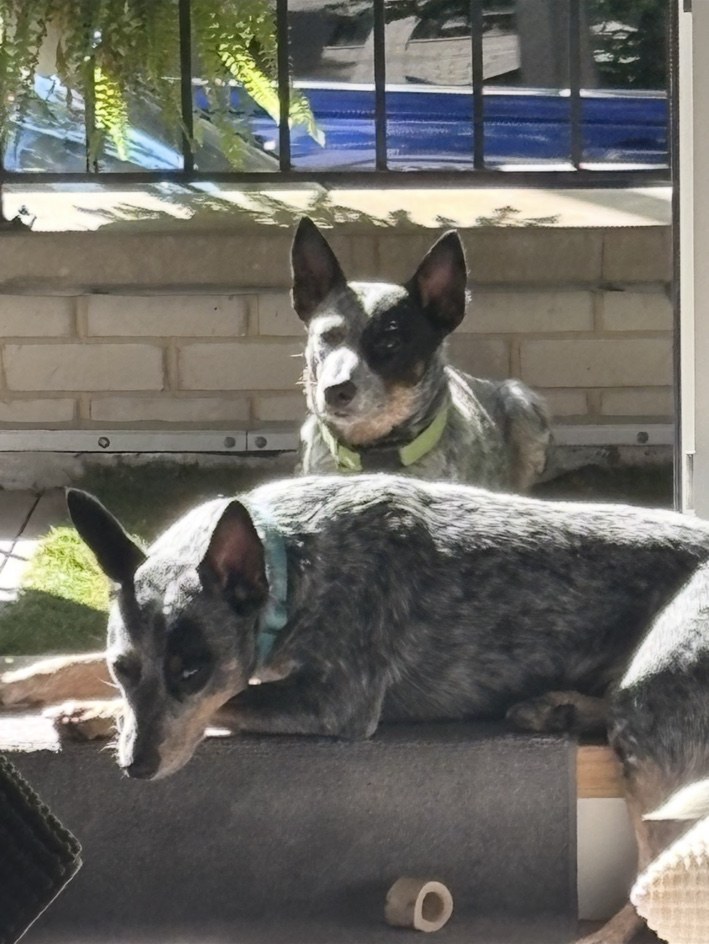 Two cattle dogs resting together on a sunny porch