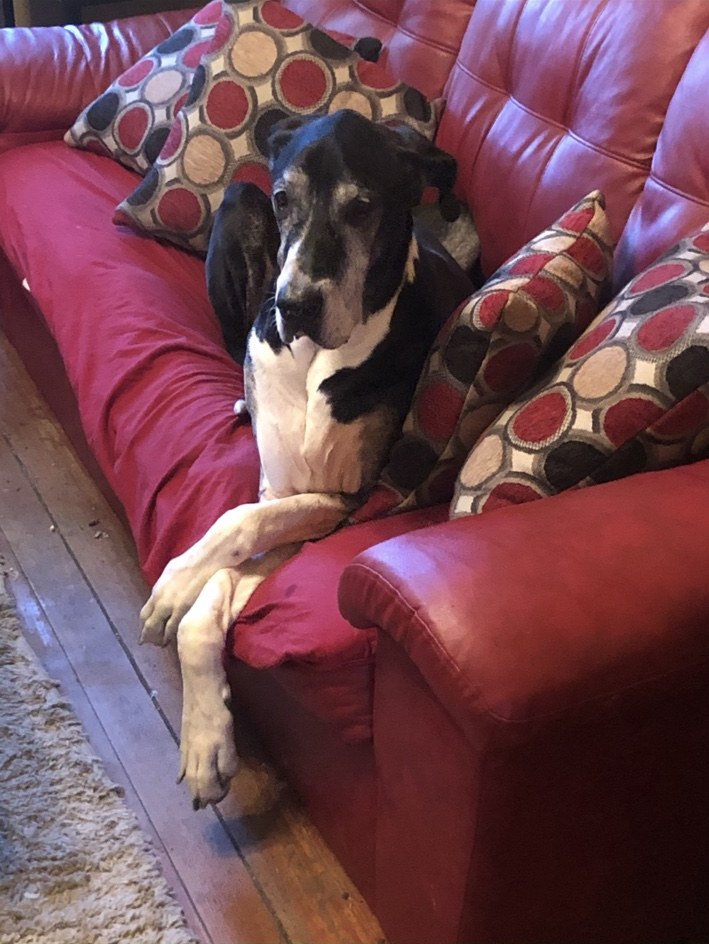 Great Dane resting with crossed paws on a red sofa