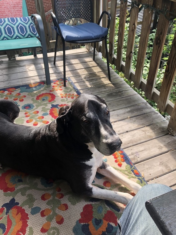 Great Dane enjoying a sunny deck